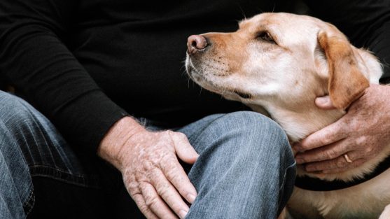 A man can be seen petting a golden labrador. who is offering him comfort.